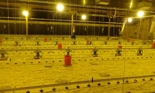 إنتاج الديك الرومي بدون مضادات حيوية