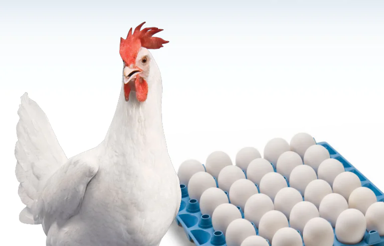 دليل الرعايه سلالة hy line