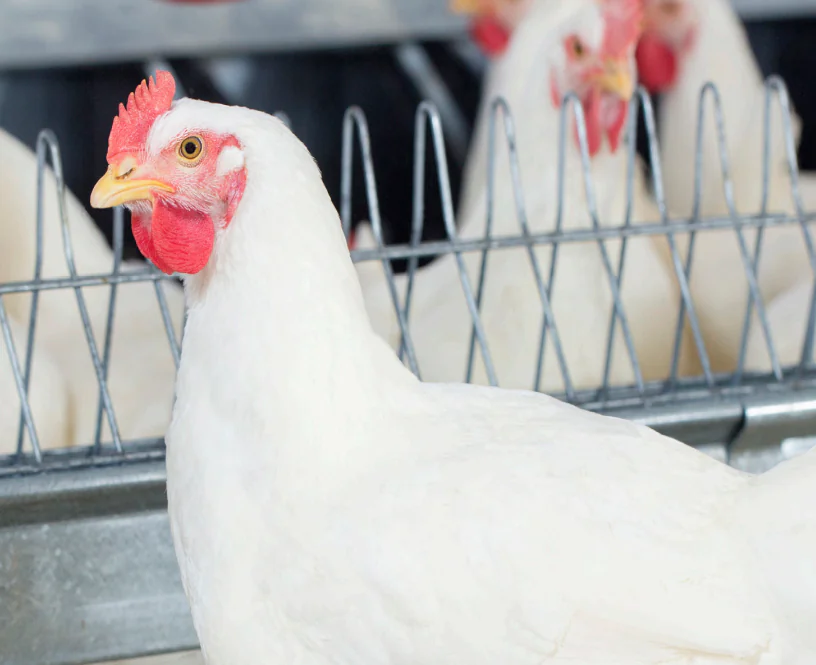 ملحق إدارة أمهات التسمين Cobb 500 – سريعة الترييش