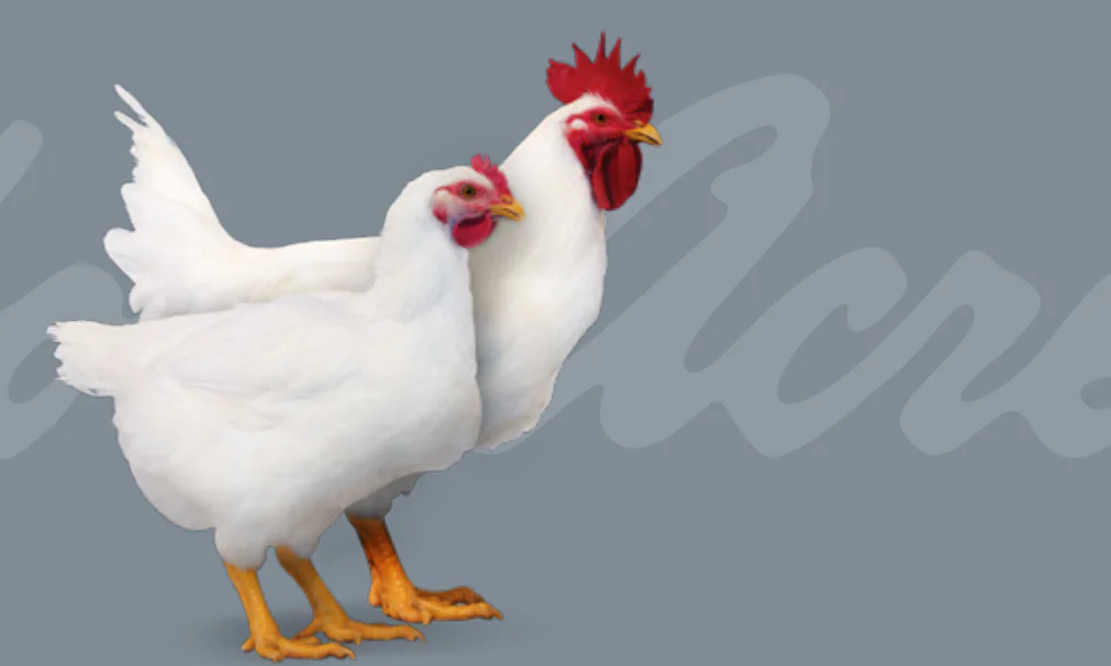 دليل Arbor Acres PS Pocket Guide لتربية الدواجن – إصدار 2024 (باللغة الإنجليزية)