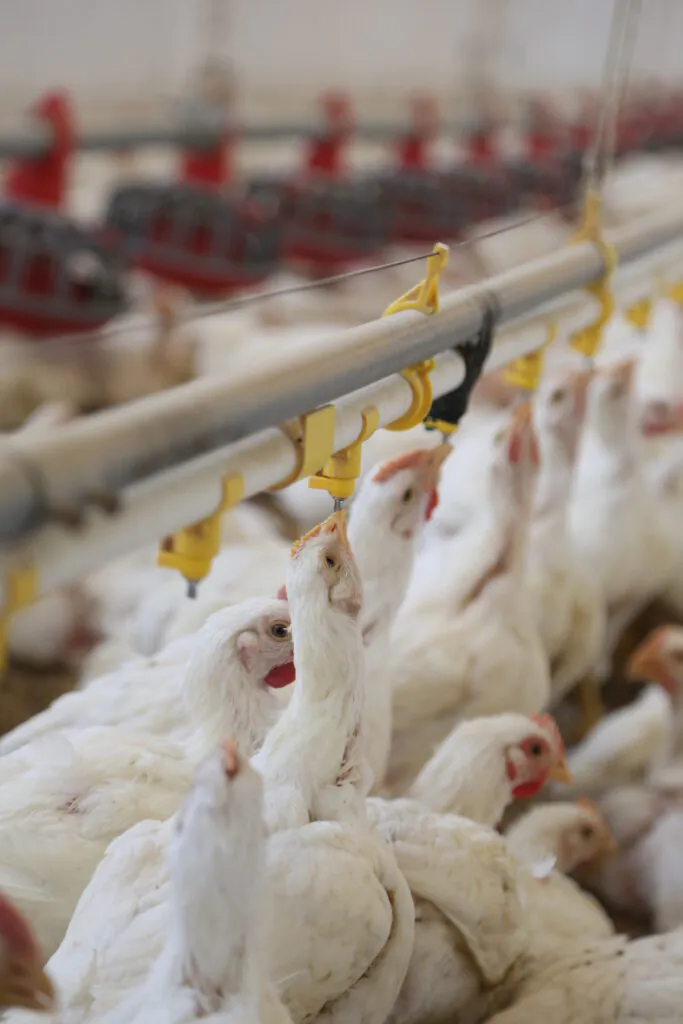 Aviagen Brief Water Quality