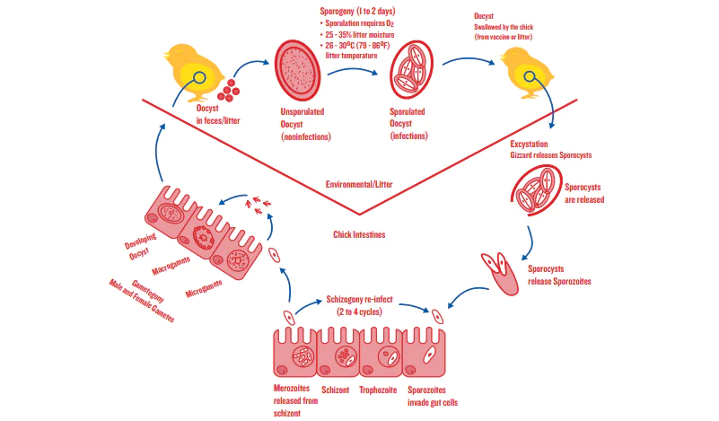السيطرة على الكوكسيديا في دجاج التسمين