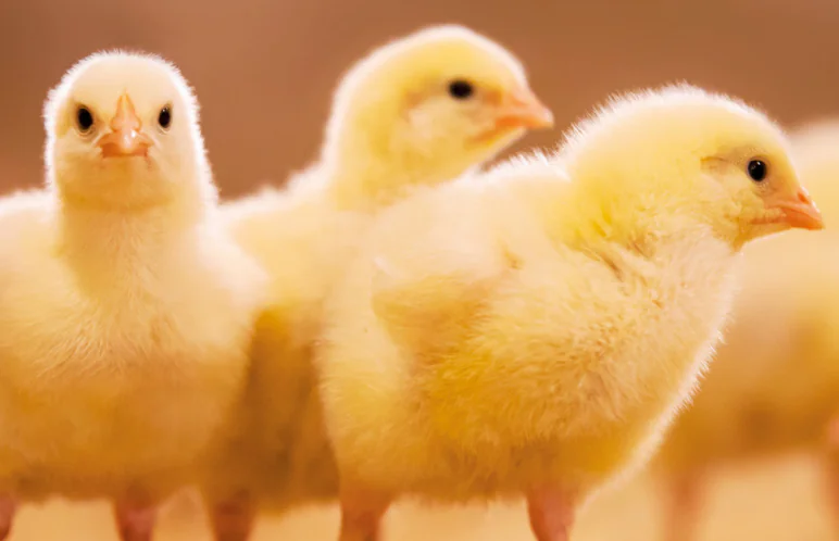 دليل فيتامينات DM – OVN P (باللغة الإنجليزية) 1123 Cruz 1