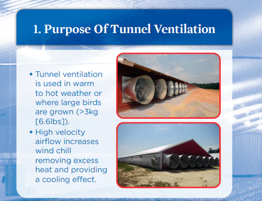 ملصق التهوية النفقية لدجاج التسمين