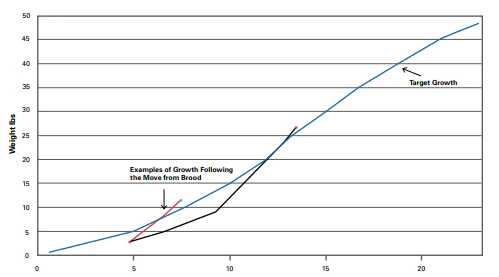 نمط النمو الأمثل للديك الرومي التجاري