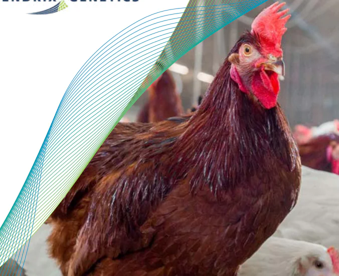 دليل تغذية البياض سلالة هندركس