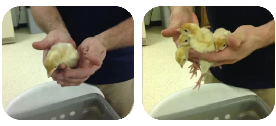 التعامل الصحيح مع الطيور