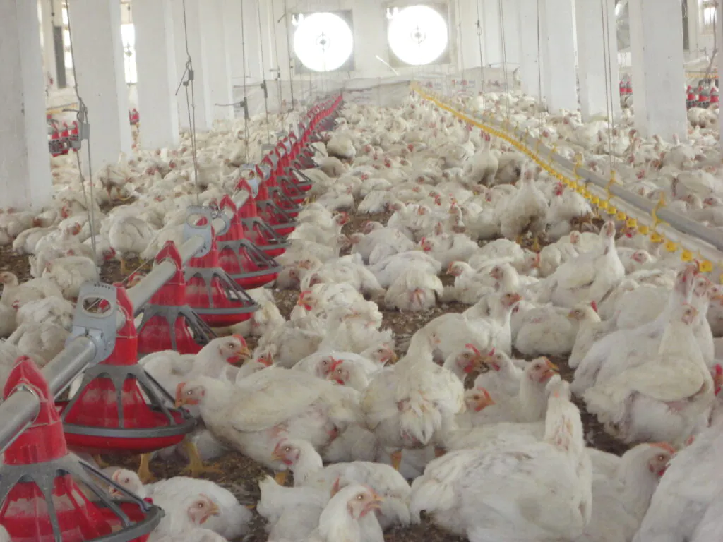 ملاحظات Ross: إدارة دجاج التسمين في الطقس الحار