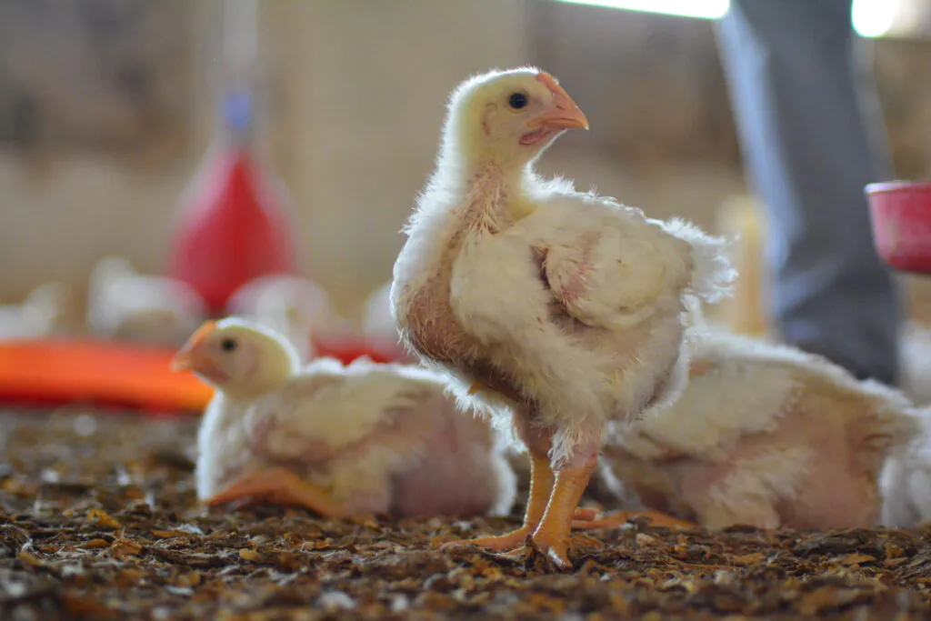 ملخص Aviagen عن صحة الأمعاء