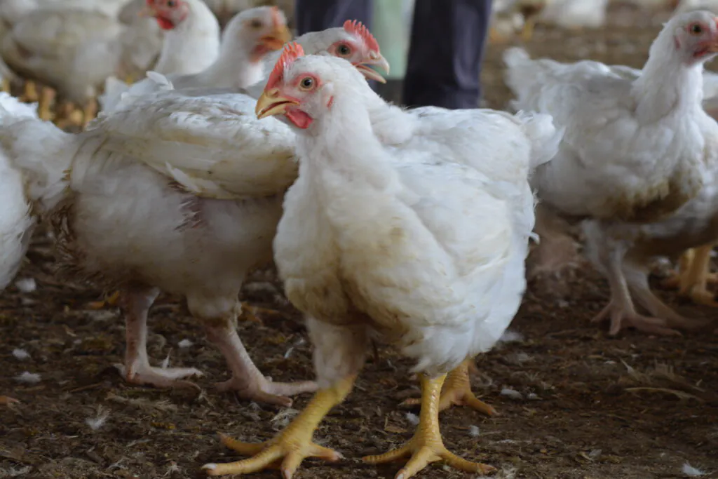 المعادن المخلبة في تغذية الدواجن