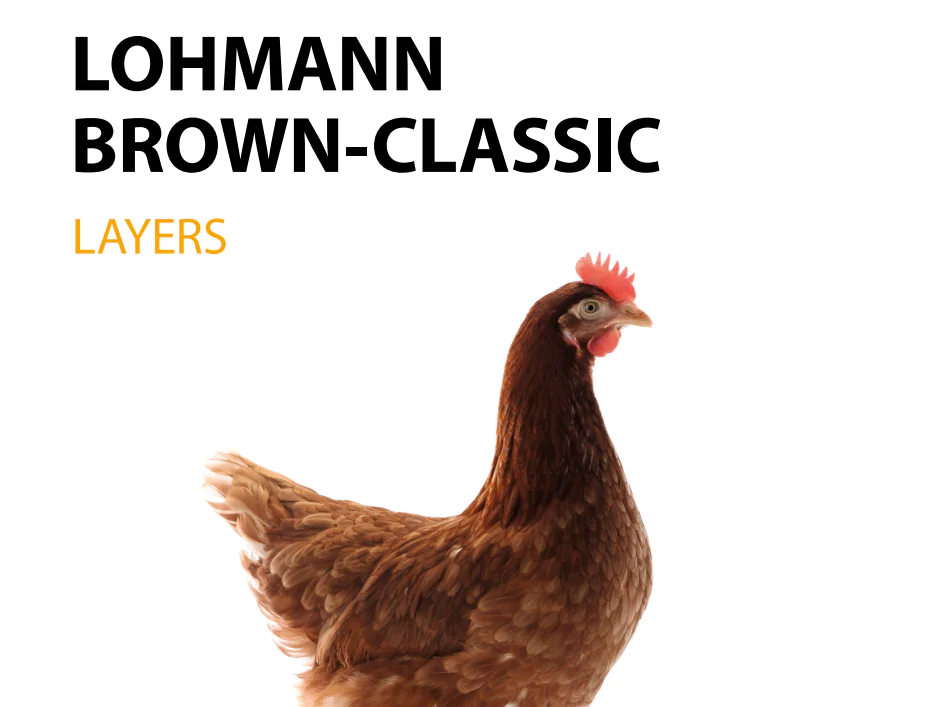 لوهمان براون – دجاج بيّاض