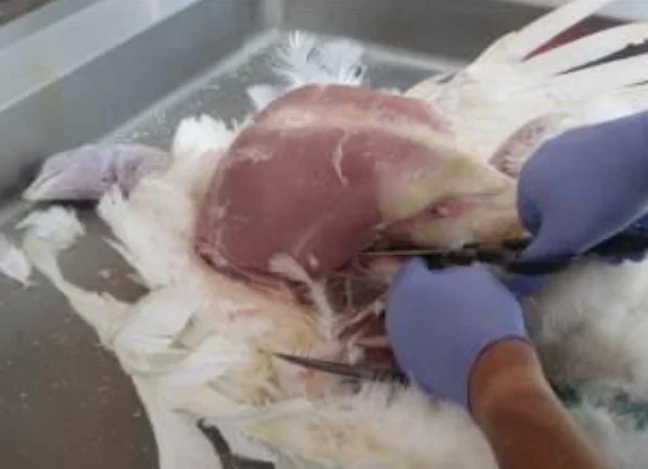 إجراء تشريح مرضي (Post Mortem) للرومي في الحقل