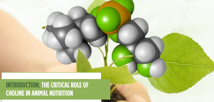 هل ما زال يتم استخدام كلوريد الكولين في تغذية الحيوان؟
