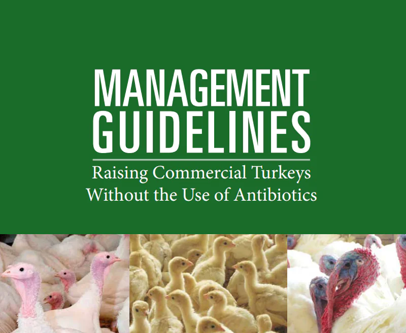 تربية الرومي التجاري بدون استخدام المضادات الحيوية