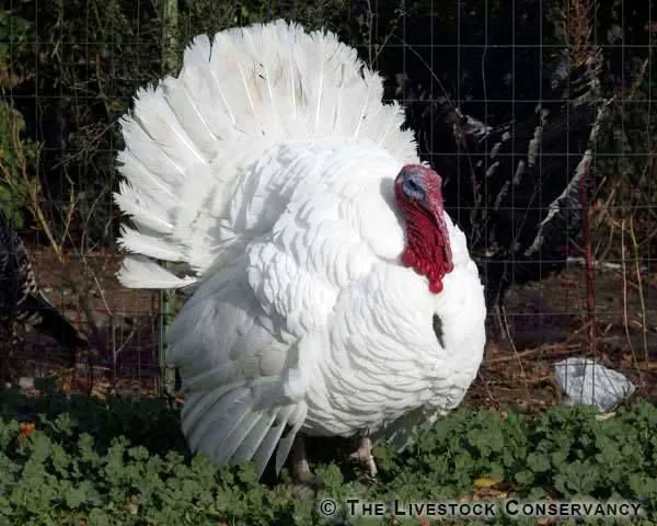 ضبط معدل تحويل العلف