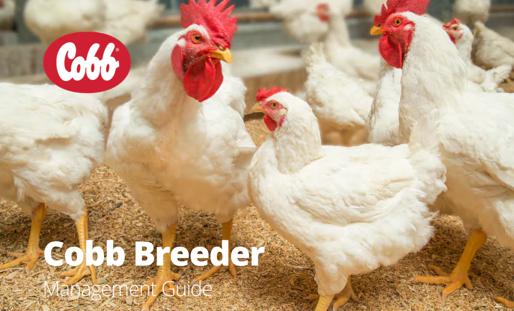 دليل إدارة أمهات التسمين – Cobb