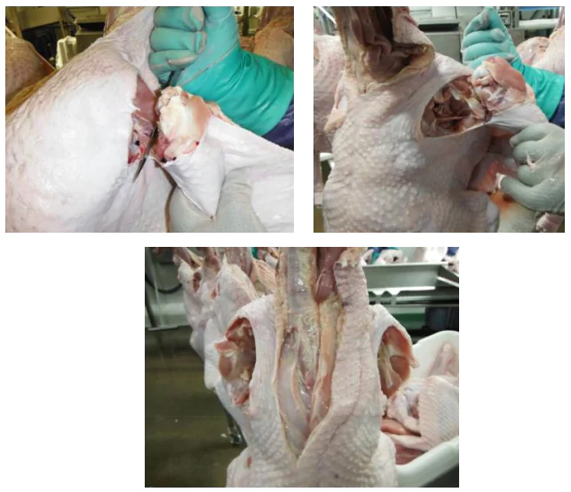 بروتوكول فك العظام لمعالجة لحوم الرومي في المصانع