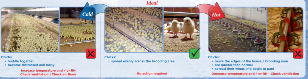 ملصق تقييم درجة حرارة الحضّانة