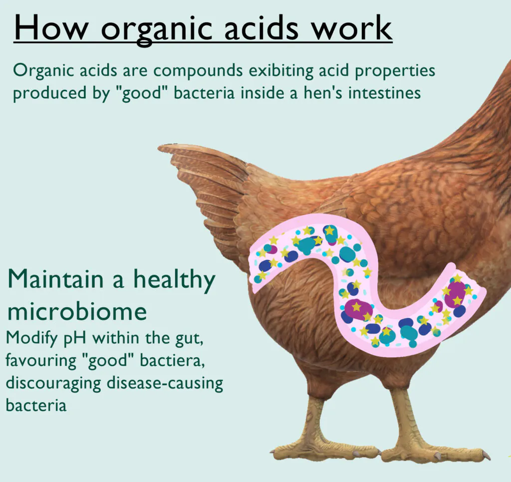الأحماض العضوية في أعلاف الدواجن