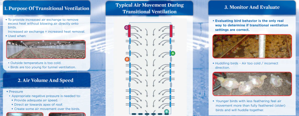ملصق التهوية العرضية لدجاج التسمين