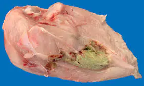 ملخص Aviagen عن اعتلالات العضلة الصدرية العميقة (Deep Pectoral Myopathies)